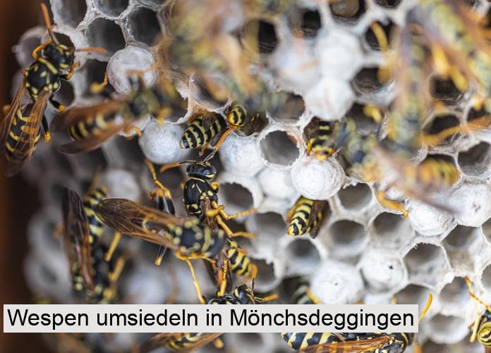 Wespen umsiedeln in Mönchsdeggingen